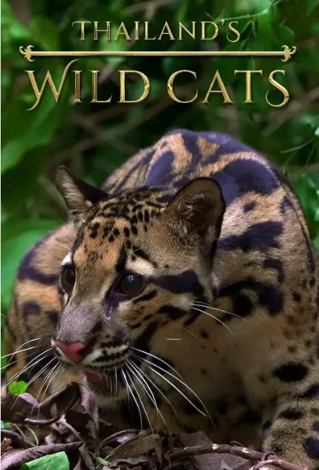 《泰国野生猫科》：深入丛林揭秘神秘魅力，镜头捕捉惊心动魄的生命瞬间！